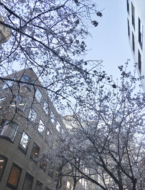 桜